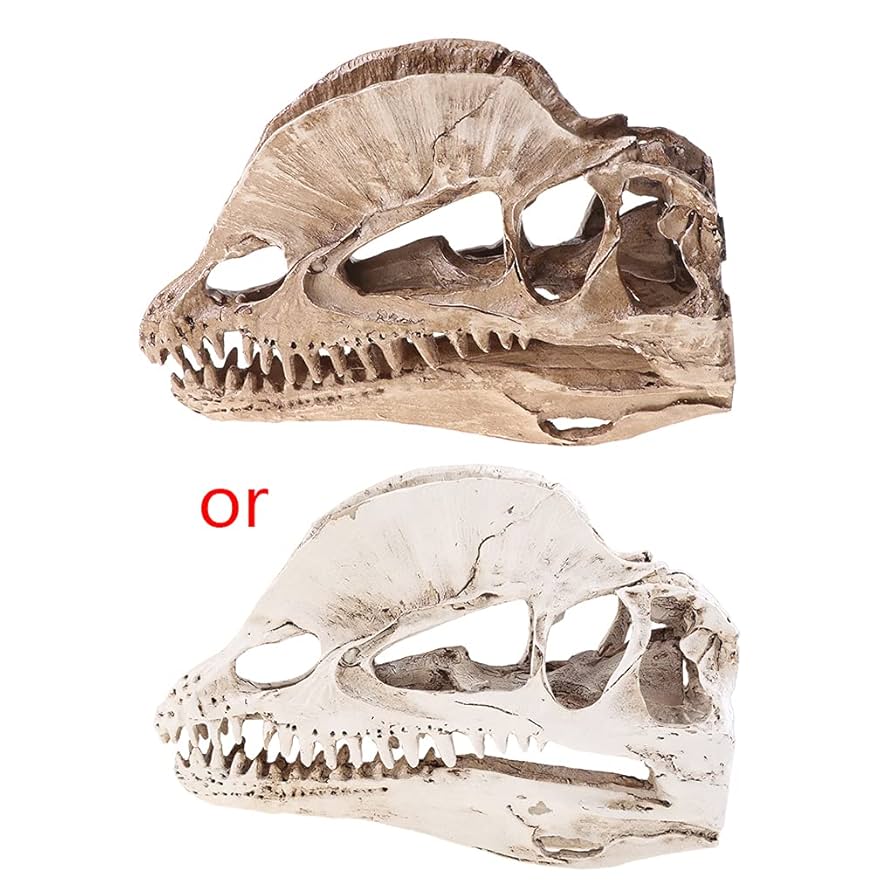Amazon.co.jp: songerstour 頭蓋骨モデル ディロフォサウルス